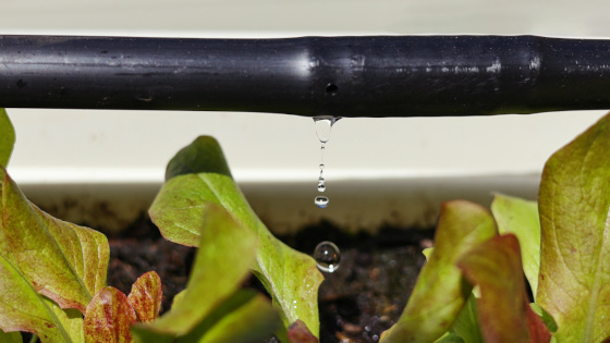 Ein Bewässerungsschlauch eines Tropfbewässerungssystem, aus dem Wasser tropft, darunter eine Pflanze