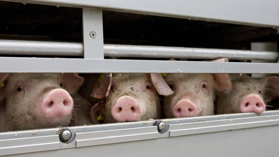 Schweine schauen aus dem Anhänger eines Transporters