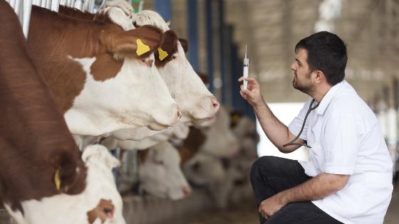 Ein Veterinär bereitet seine Spritze in einem Rinderstall vor