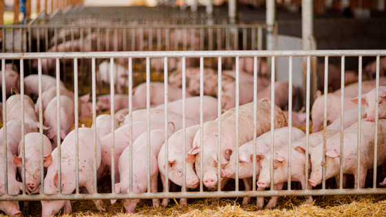 Schweine im offenen Stall auf Stroh 