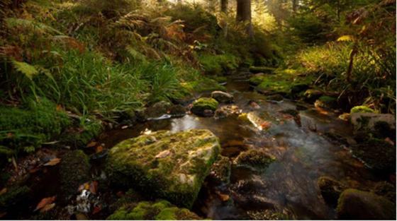 Startbild für den Film zum Waldklimafond, Bauchlauf im Wald mit moosbedeckten Steinen