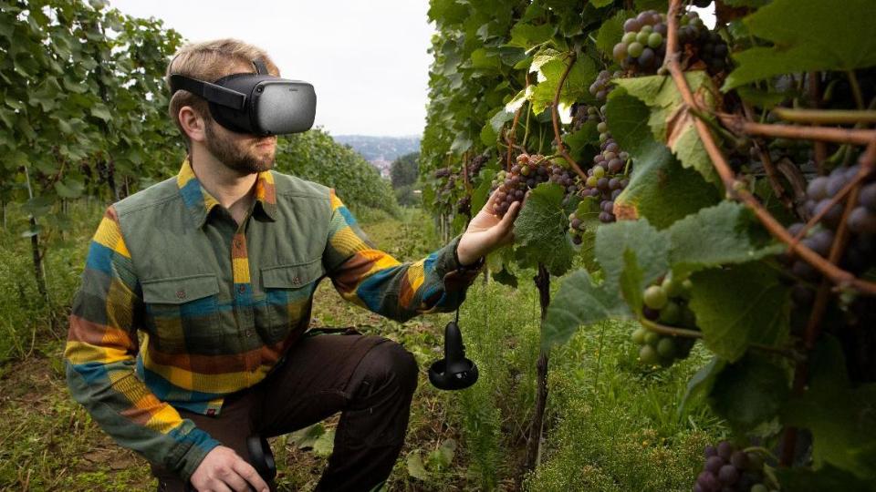 Ein Mann betrachtet mit einer sog. Virtual Reality-Brille Weintrauben im Weinberg.
