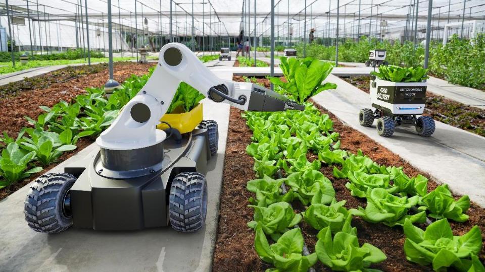Ein fahrender Roboter pflückt mit einem Greifarm Salat