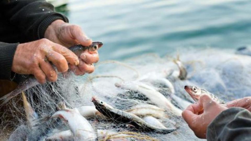 Die Hände zweier Fischer entnehmen Fische aus einem Fangnetz
