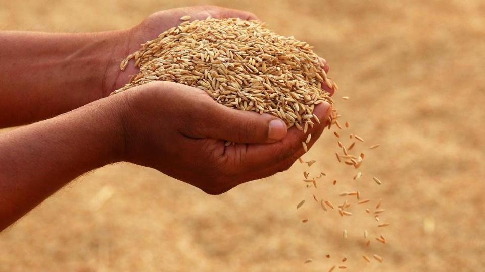 Hände gefüllt mit Reis-Samen