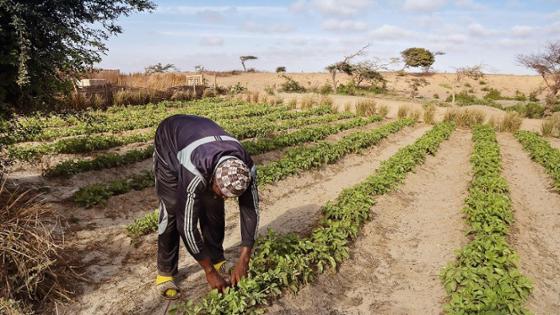 Landwirt in Afrika bestellt sein Feld