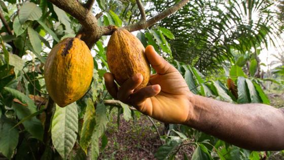 Die Hand eines Mannes erntet eine Kakaofrucht