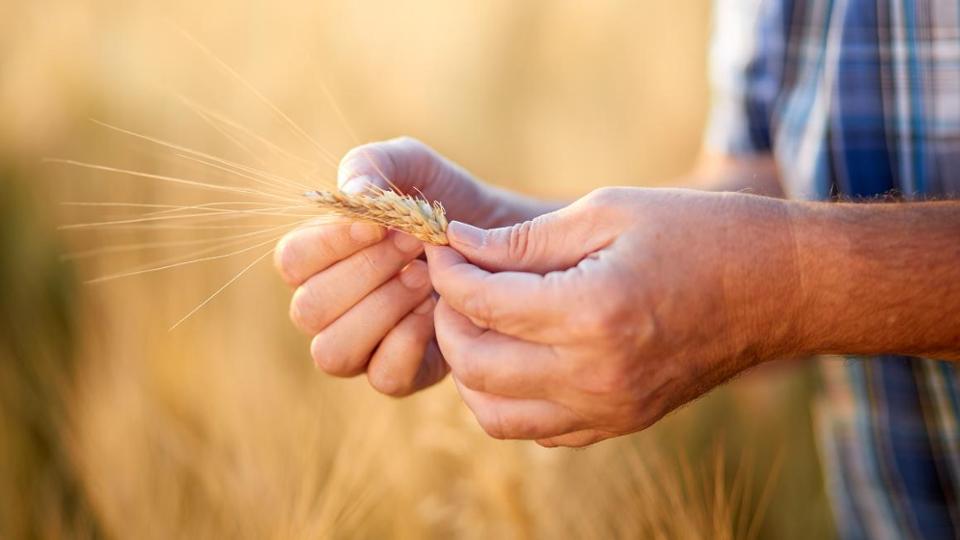 Ein Landwirt prüft eine Getreideähre