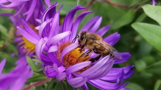 Biene auf violetter Aster-Blüte