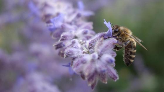Honigbiene auf violetter Lavendel-Blüte