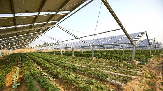Gemüseanbau unter Photovoltaik