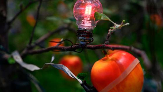 Ein Apfel an einem Apfelbaum ist mit einem optischen Sensor versehen, der Farbveränderungen  erfasst und damit Informationen zum Wasserbedarf und zum Reifegrad liefert.