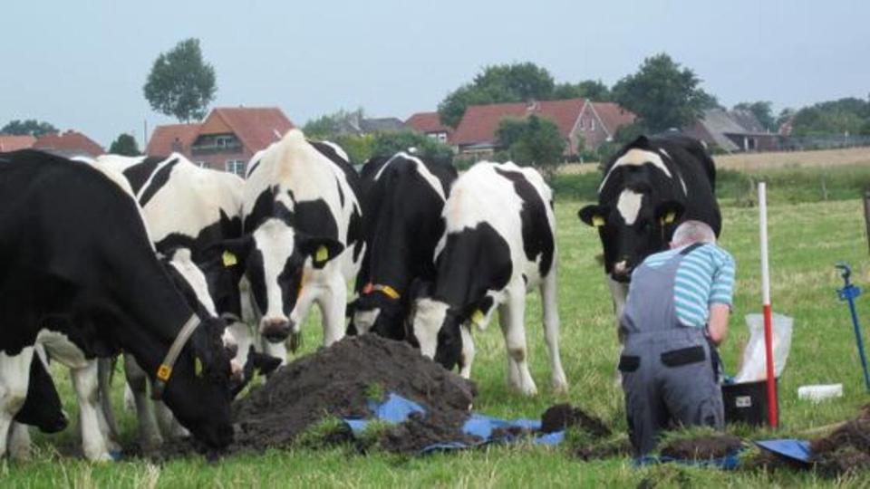 Feld mit Kühen, auf dem ein Wissenschaftler Bodenproben entnimmt