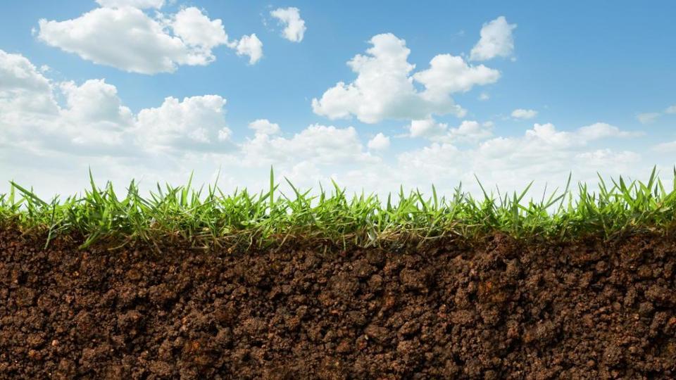 Querschnitt durch den Boden: Erde und Gras