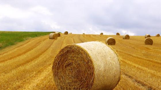 In viehlosen Betrieben ist Stroh meist die wichtigste humusmehrende Komponente, um Humusversorgung und Bodenfruchtbarkeit zu sichern 