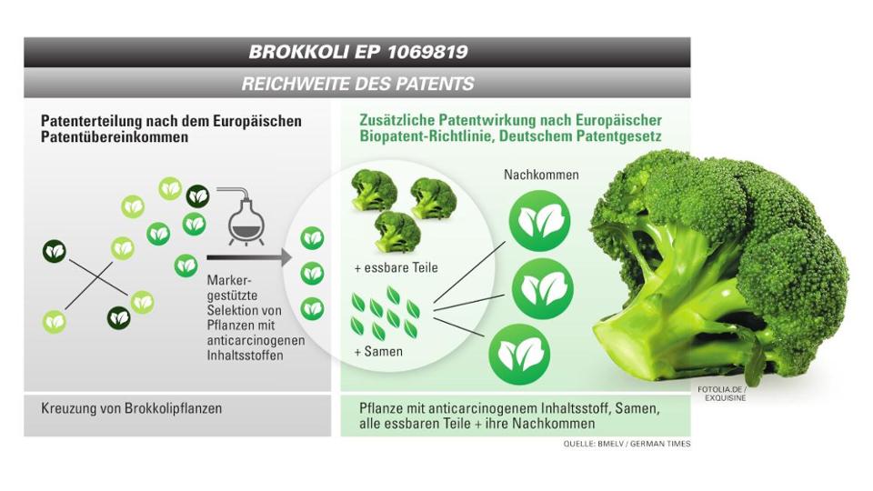 Grafik zur Erteilung eines Biopatentes am Beispiel Brokkoli
