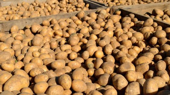 Kartoffeln in Stiegen nach der Ernte