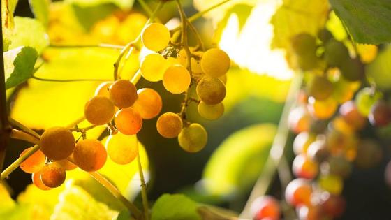 Weinrebe aus ökologischem Anbau
