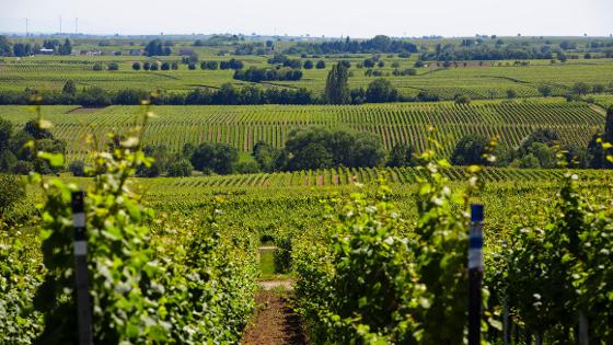 Blick vom Weinber über eine Weinanbauregion