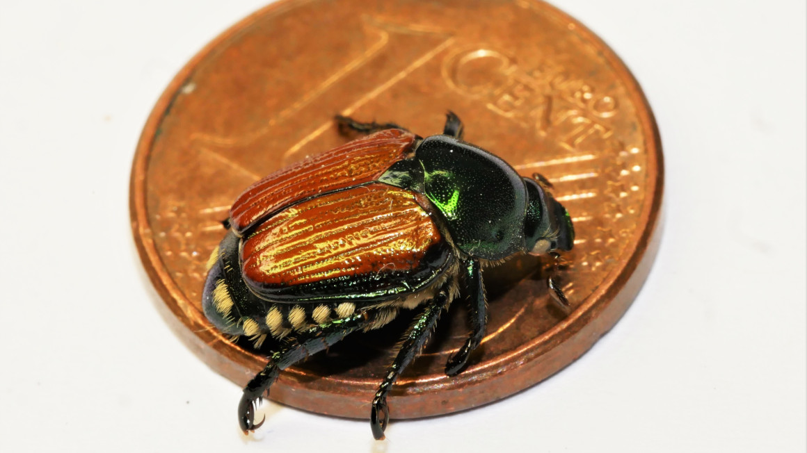 Ein Japankäfer sitzt auf einer 1-Cent-Münze Ein Japankäfer sitzt auf einer 1-Cent-Münze