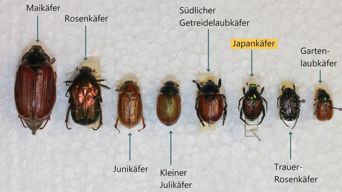 Verschiedene Blatthornkäfer im Vergleich zum Japankäfer Verschiedene Blatthornkäfer im Vergleich zum Japankäfer