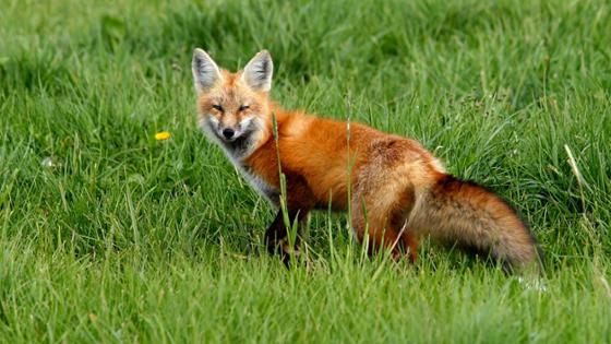Fuchs auf Weide