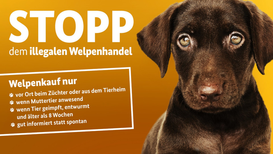trauriger Hund mit Schriftzug Stopp dem illegalen Welpenhandel