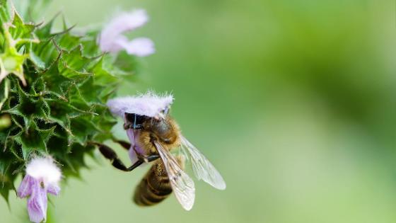 Großaufnahme einer Biene an einer Blüte