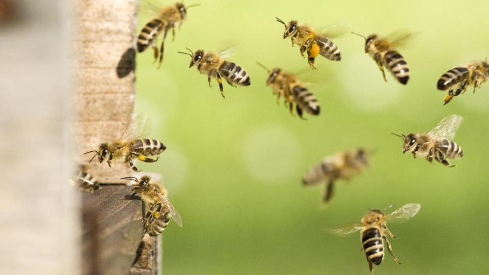 Fliegende Bienen in Großaufnahme vor einem Bienenstock