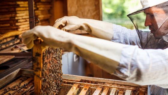 Ein Imker hält eine Honigwabe in seinen Händen