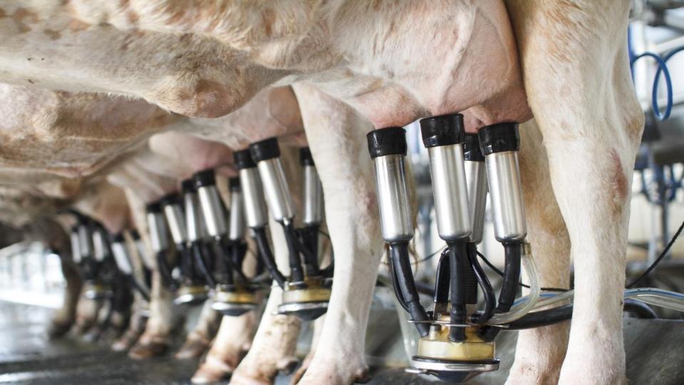 Blick auf die Euter der Kühe beim Melken
