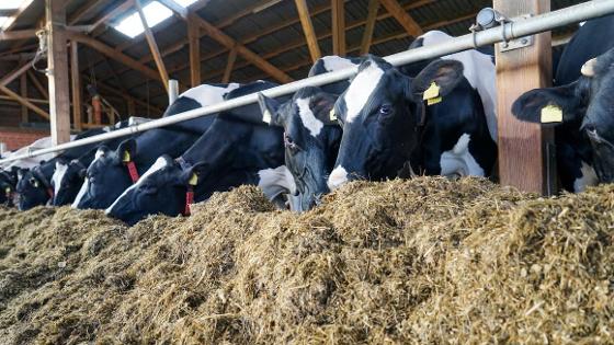 Kühe im Stall fressen Grassilage