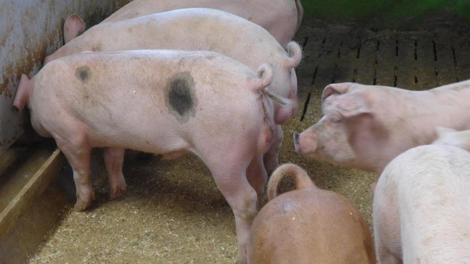Schweine beim Fressen im Stall