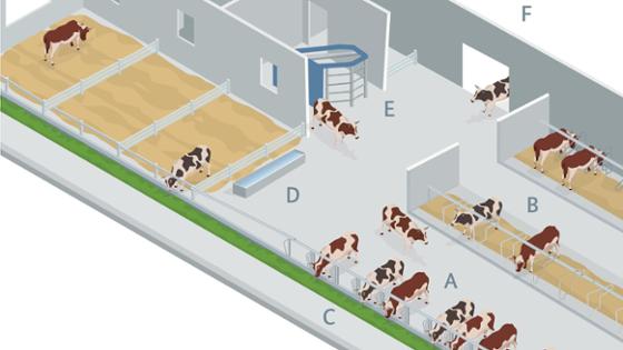 Die Grafik zeigt einen Milchviehstall mit Laufflächen, Liegeboxen, Futterplätzen, Tränke und Melkroboter