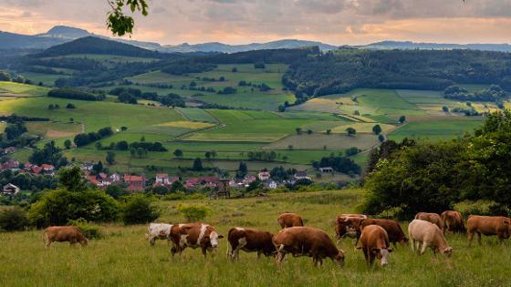 Kühe auf der Weide im Hintergrund ein Dorf, danach Felder und am Horizont Wald und Berge