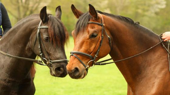 Zwei Pferde mit Zaumzeug
