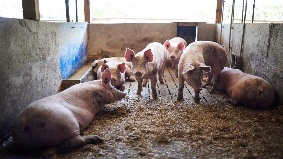 Schweine liegend und stehend im Stall