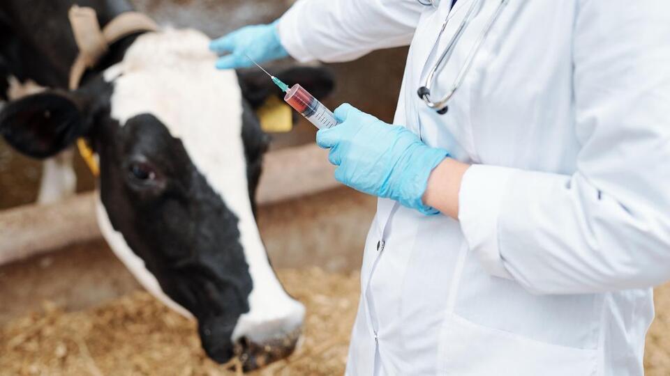 Tierarzt gibt einer Kuh eine Spritze