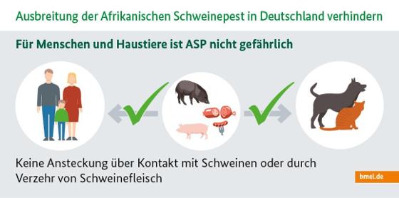 Infografik zur Afrikanischen Schweinepest