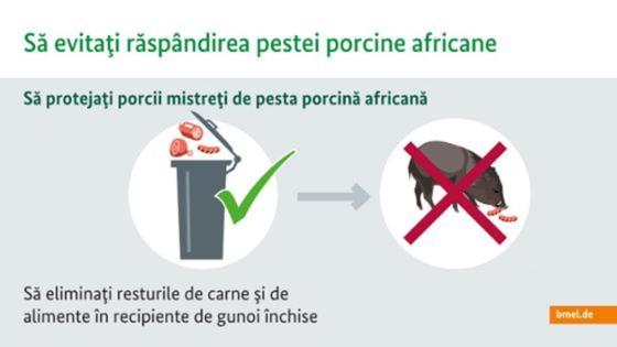 Infografik auf Rumänisch zur Afrikanischen Schweinepest