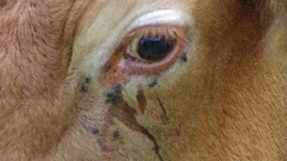 Augenpartie einer an Blauzungenkrankheit erkrankten Kuh