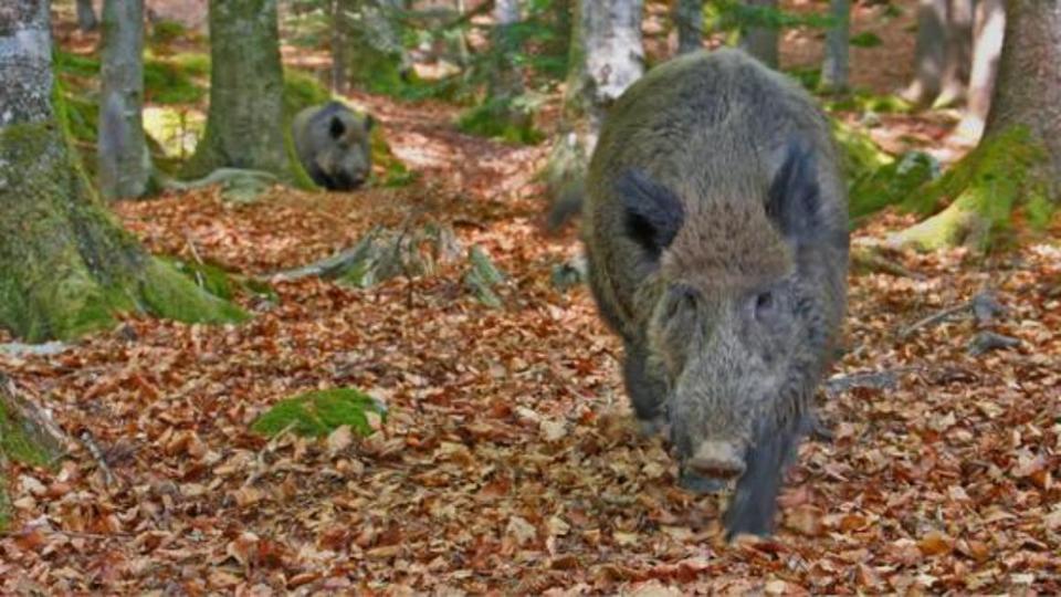 ein Wildschwein läuft durch herbstliches Laub im Wald auf die Kamera zu