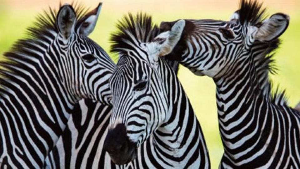 Zebras - aus dem Titelbild des Gutachtens über Mindestanforderungen an die Haltung von Säugetieren