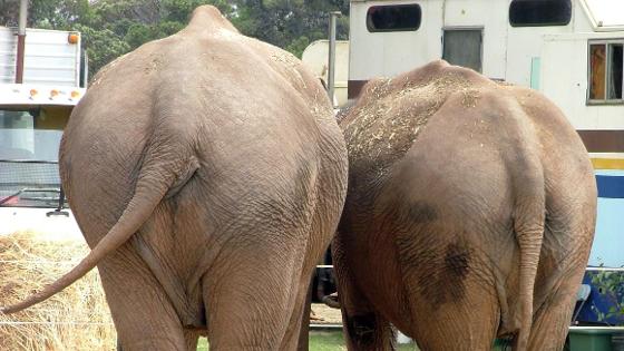 Zwei Elefanten 