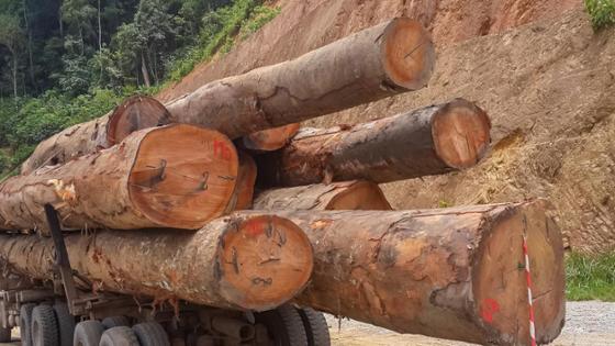 Holztransporter steht am Rand eines Waldweges