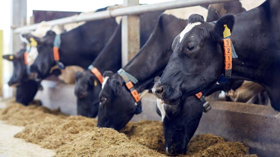 Kühe beim Fressen im Stall